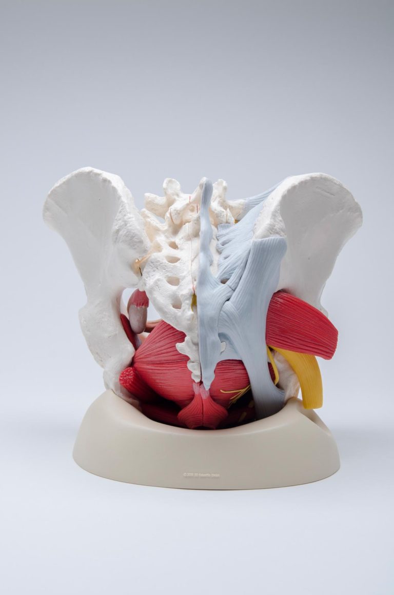 Highly Detailed Female Pelvic Model (Magnetic) - CMT Medical