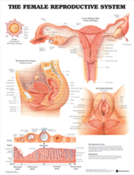 Female Reproductive System Anatomical Chart Cmt Medical 8520