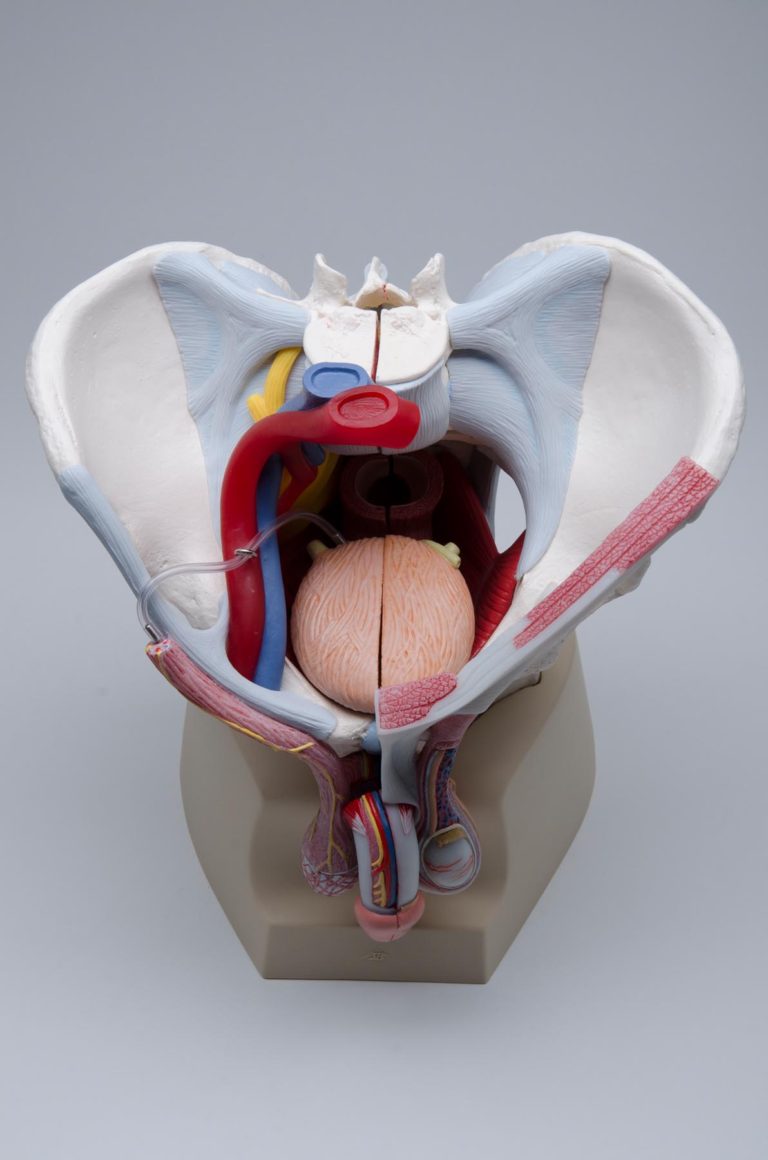 Male Pelvis With Ligaments Vessels Nerves Pelvic Floor And Organs 7