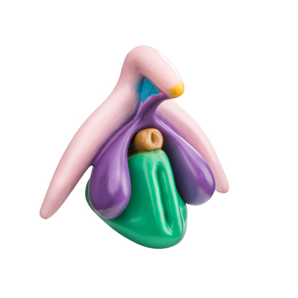 The Clitoris Plus model, developed by Prof. Dr. D. Haag-Wackernagel, was designed to provide a detailed explanation and illustration of the internal structures of the female sexual organ.