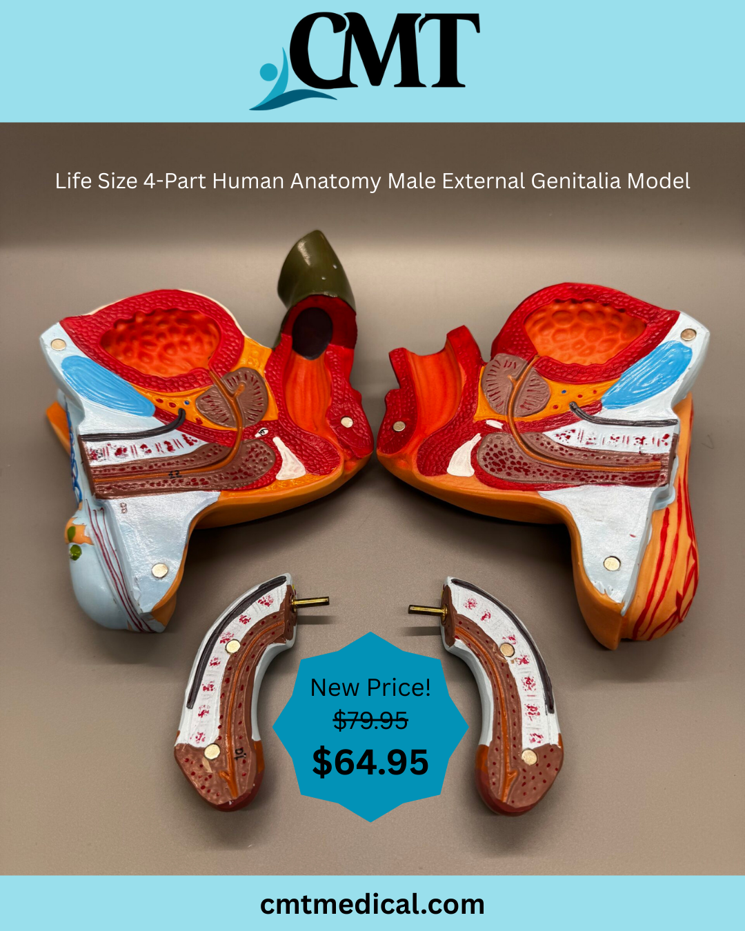 Male External Genitalia Model