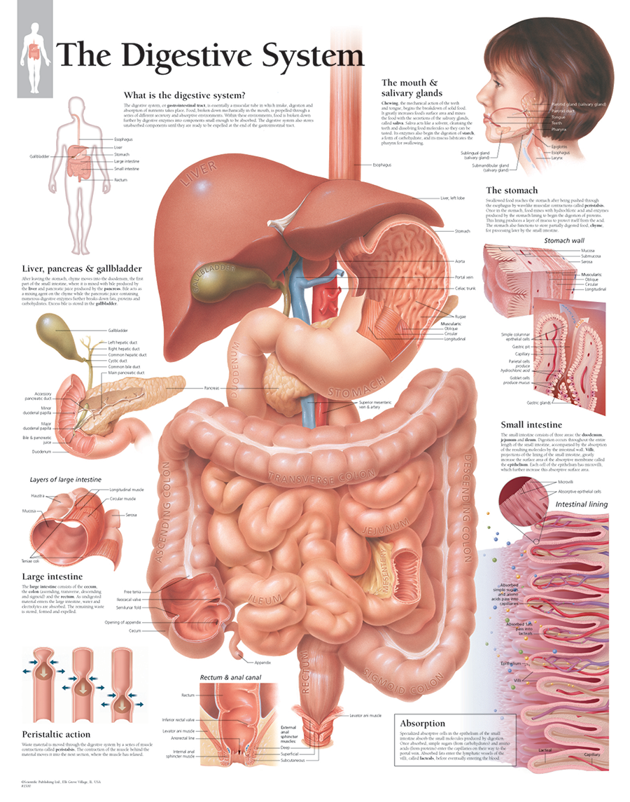 Digestive System Chart Laminated