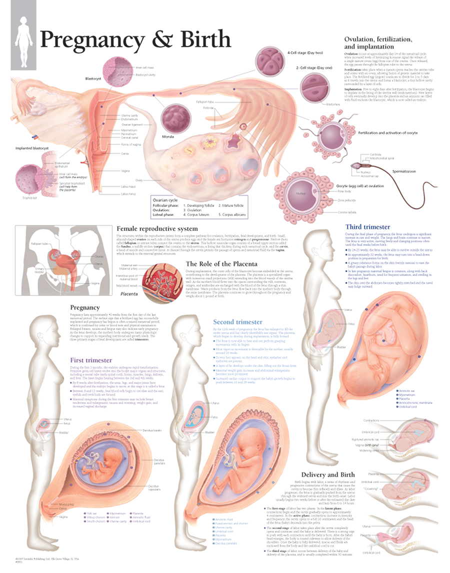 Pregnancy & Birth Chart
